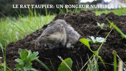Rat Taupier Des Rongeurs Qui Engendre Des D G Ts Dans Le Jardin Et